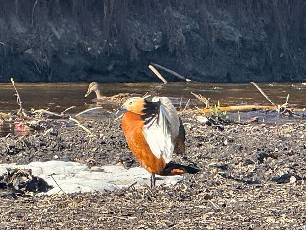 Rostgans  - Artur Andrzejewski