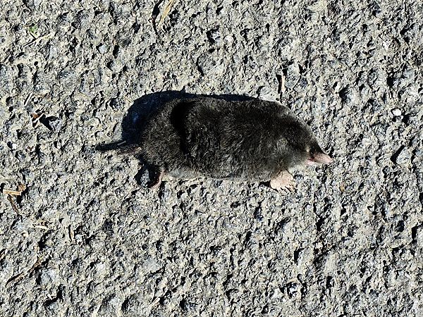 Sator (Talpa sp.)  - Aitor Urrutia