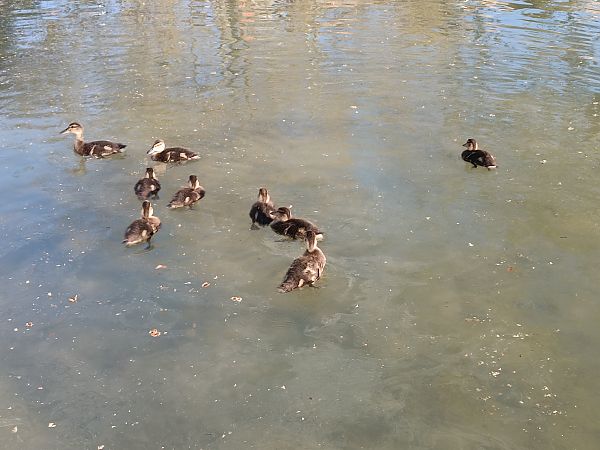 Ànec collverd  - Xavi Escobar