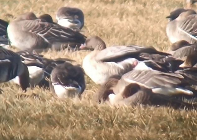 gęś krótkodzioba  - Michał Polakowski