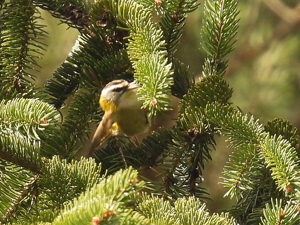 Roitelet à triple bandeau  - Kacper Mikulski