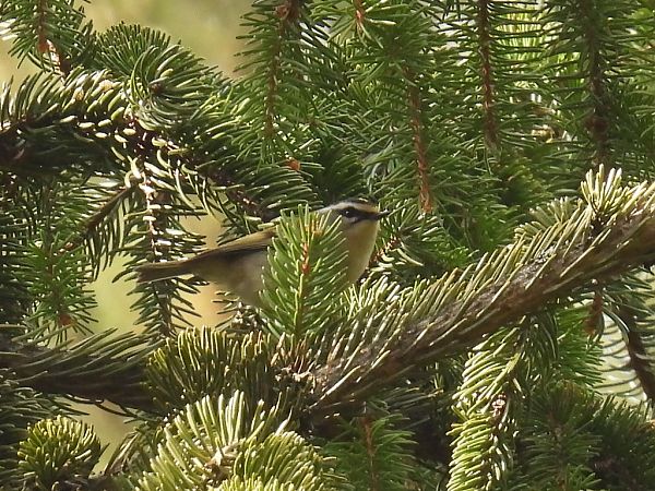 Common Firecrest  - Kacper Mikulski