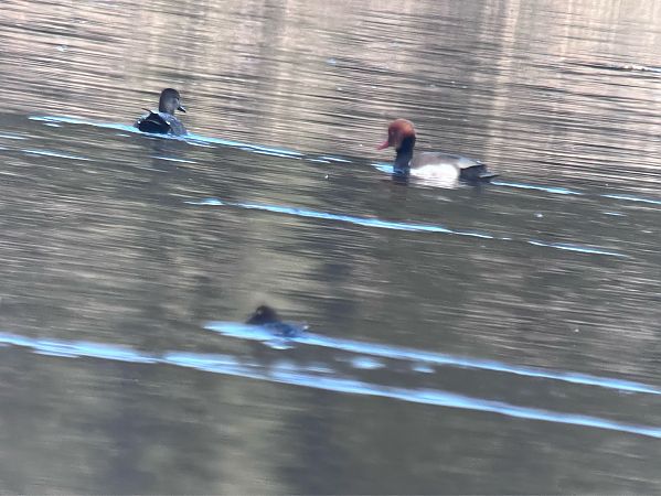 hełmiatka  - Maciej Aleksandrowicz