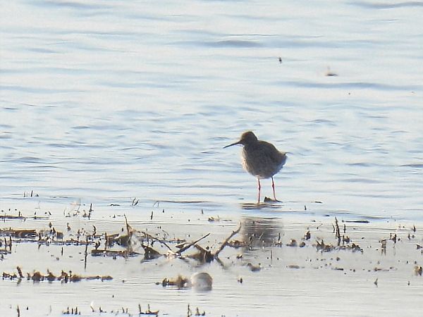 krwawodziób  - Kacper Mikulski