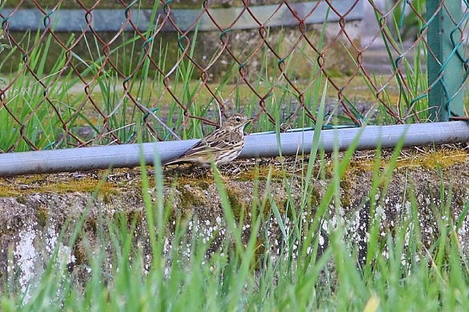 Pispola  - Stefano Sava