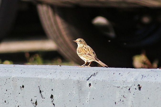 Pispola  - Stefano Sava