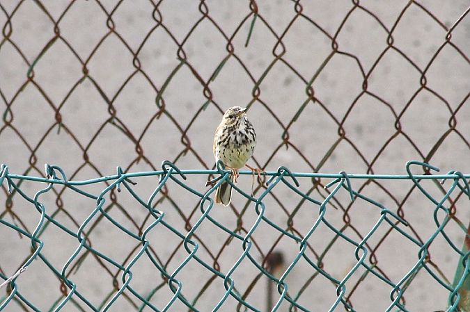 Pispola  - Stefano Sava