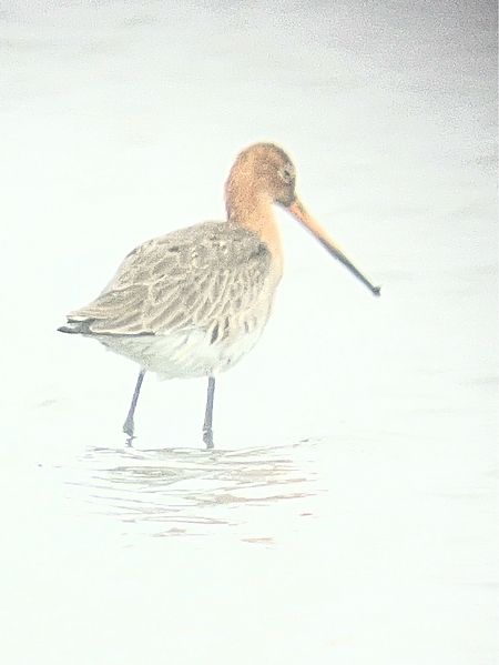 Barge à queue noire  - Herta Mangeng