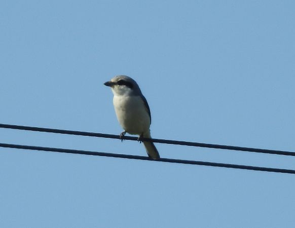 Averla maggiore  - Bassano Riboni