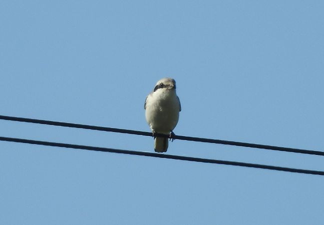 Averla maggiore  - Bassano Riboni