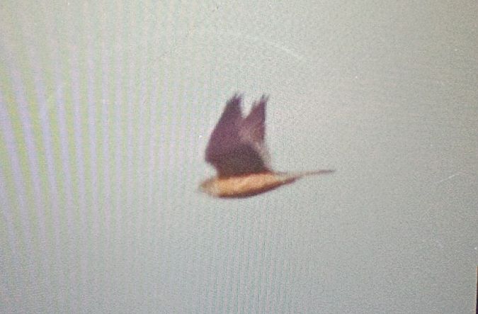 Faucon émerillon  - Michał Polakowski