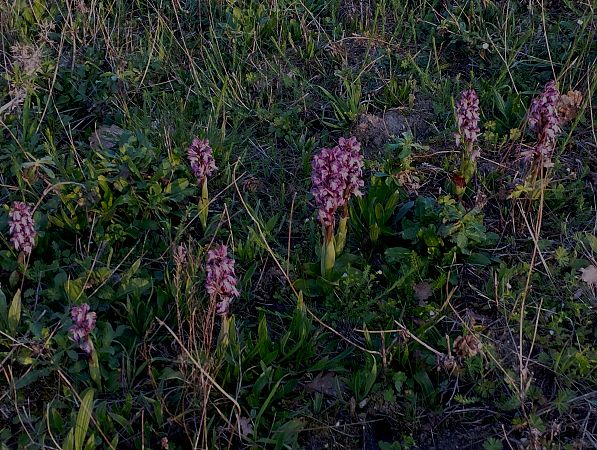 Himantoglossum robertianum  - Gérard Joseph