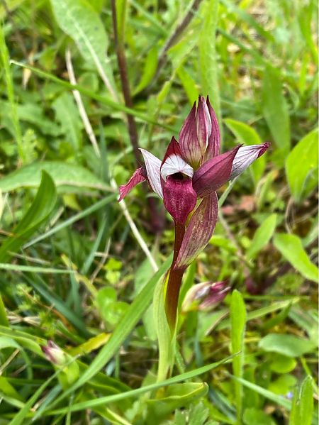 Serapias lingua  - Catherine Lafaysse-Laurette