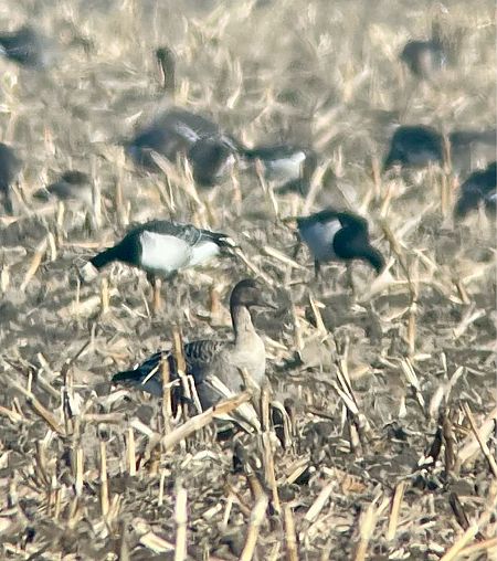Weisswangengans  - Krzysztof Lis