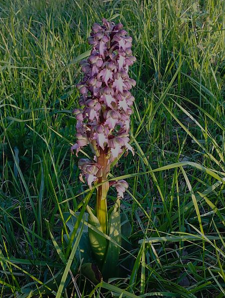 Himantoglossum robertianum  - Gérard Joseph
