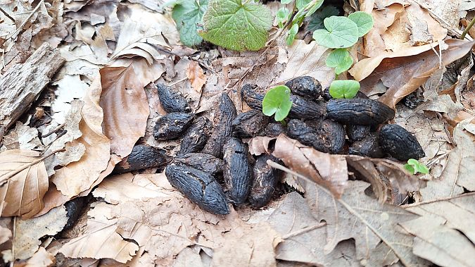 Istrice  - Renato Cottalasso