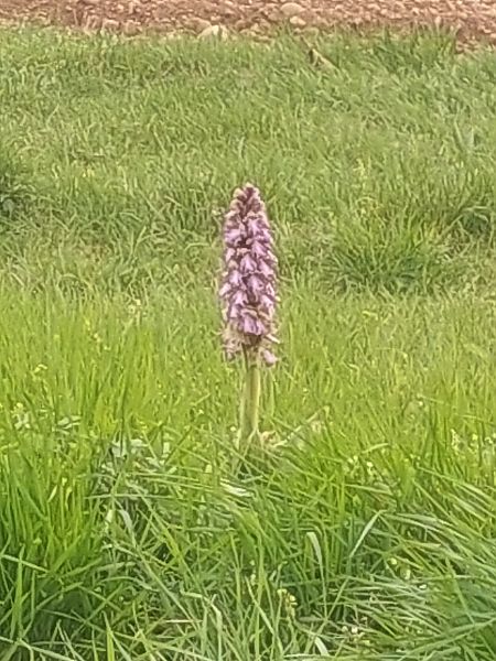Himantoglossum robertianum  - Bernard Sonnerat