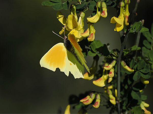 Gonepteryx cleopatra  - Dolores de Maria
