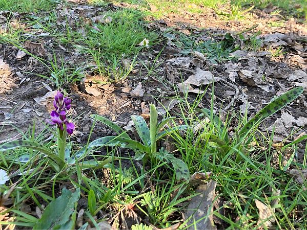 Orchis indet. group. mascula  - Florent de Gasperis