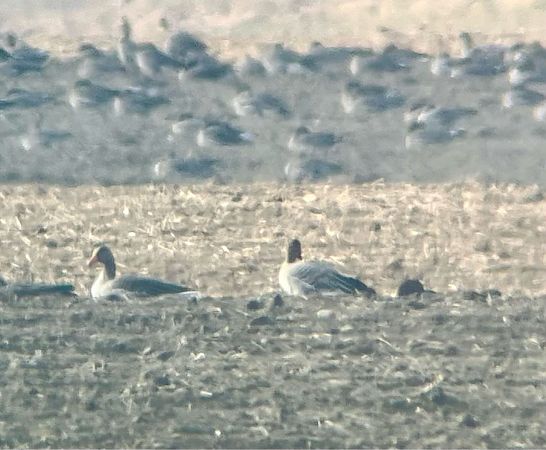 gęś krótkodzioba  - Krzysztof Lis