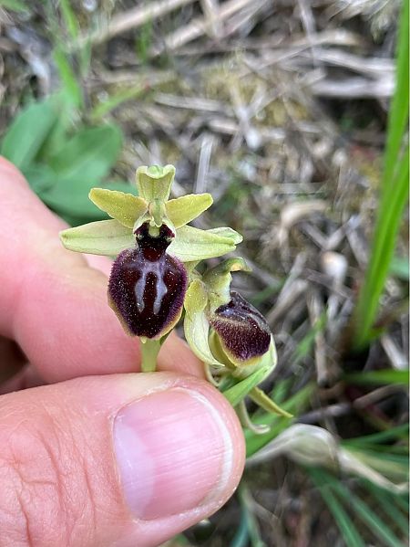 Ophrys exaltata subsp. marzuola  - Florent de Gasperis