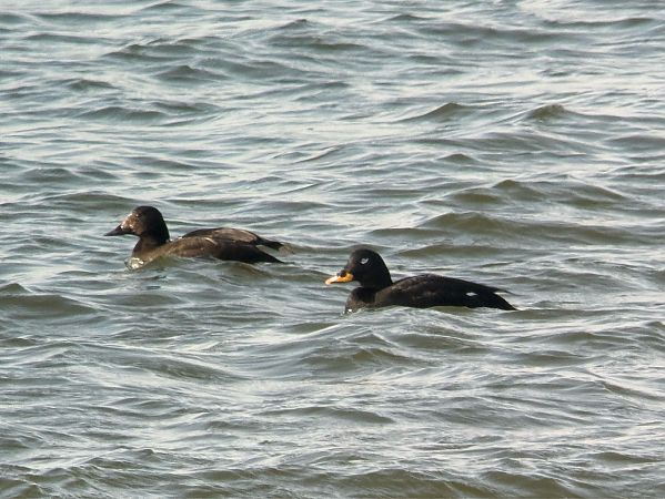 uhla  - Artur Andrzejewski