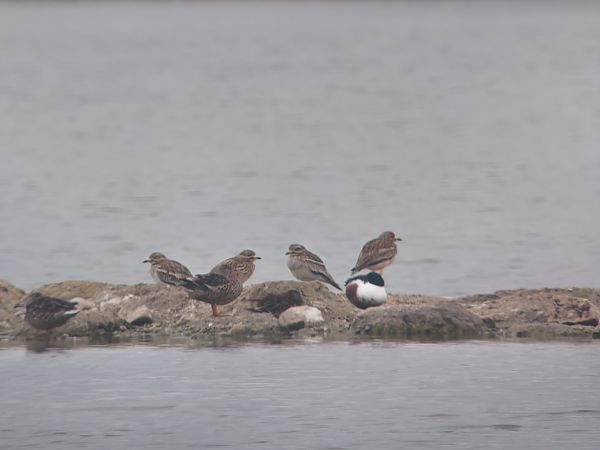 Occhione  - Fabio Cilea