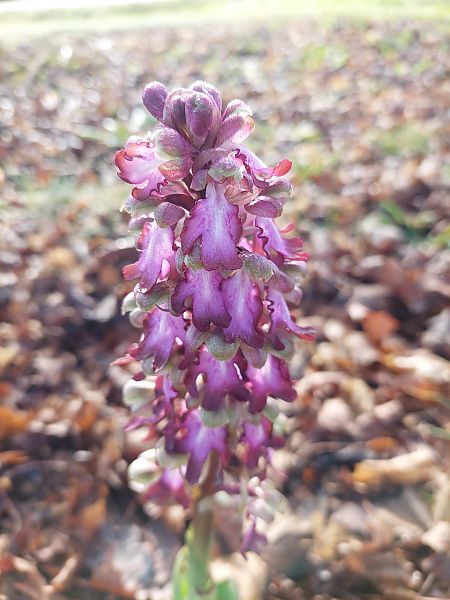 Himantoglossum robertianum  - Bernard Sonnerat
