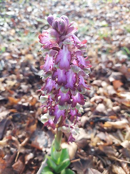 Himantoglossum robertianum  - Bernard Sonnerat