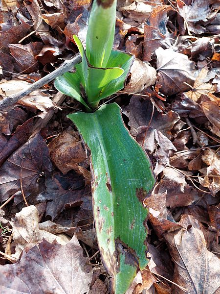Himantoglossum robertianum  - Bernard Sonnerat