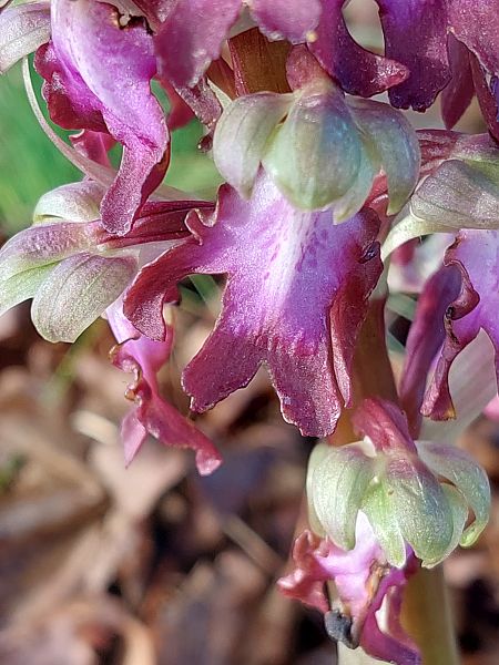 Himantoglossum robertianum  - Bernard Sonnerat