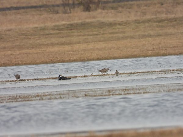 krwawodziób  - Adrian Dudkiewicz
