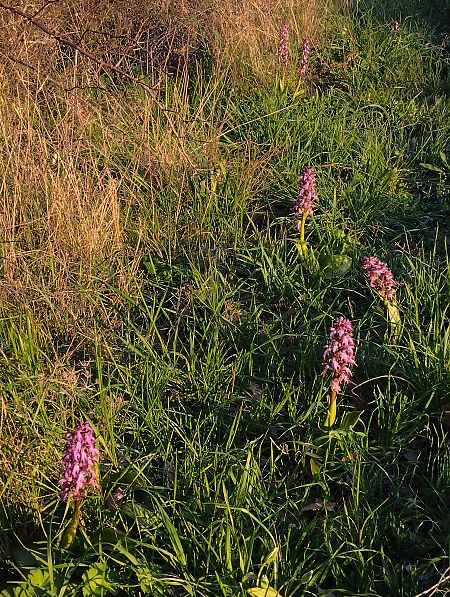 Himantoglossum robertianum  - Gérard Joseph