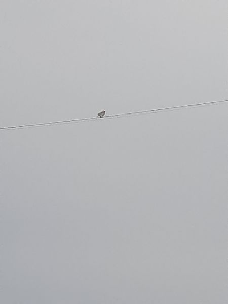 Strillozzo  - Bassano Riboni