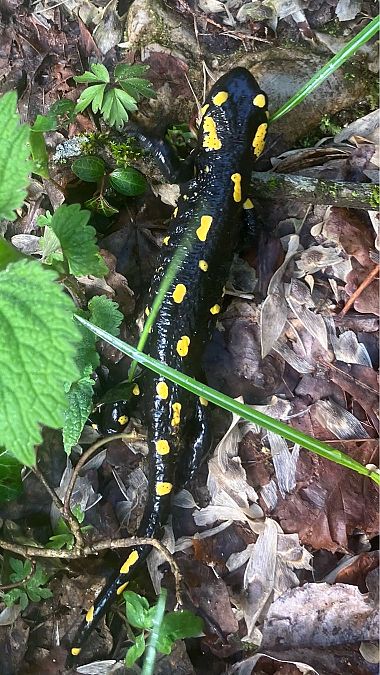 Salamandra pezzata  - Ivano Candon