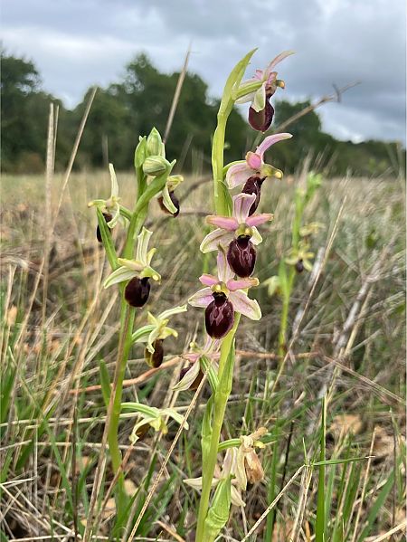 Ophrys exaltata subsp. marzuola  - Florent de Gasperis