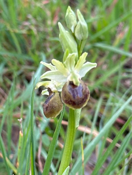 Ophrys arachnitiformis  - Jerome Brunet