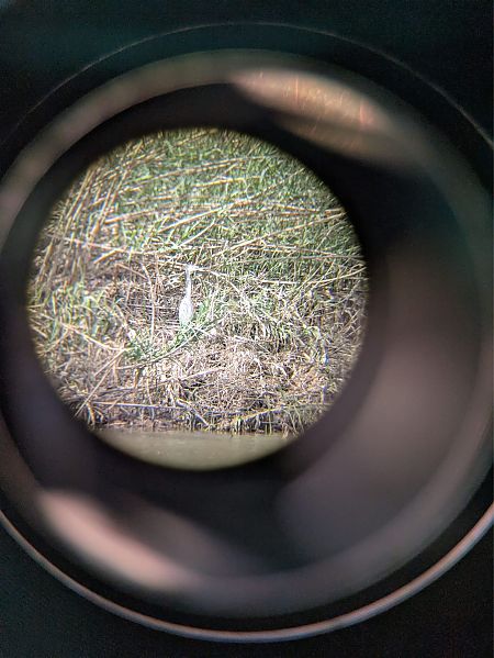 Martinet dels esculls  - Xavier Villalba Altayó