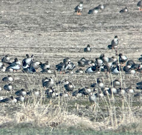 Bernache nonnette  - Krzysztof Lis