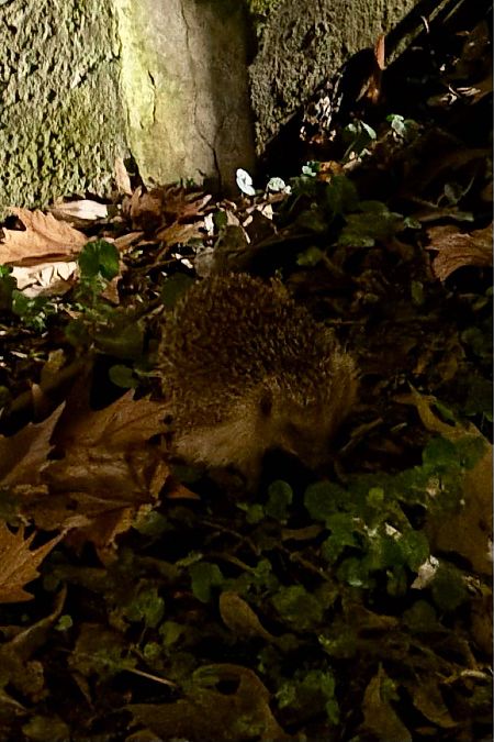 Riccio europeo  - Franco Roscelli