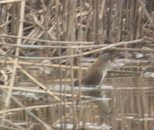 Marouette ponctuée  - Herta Mangeng