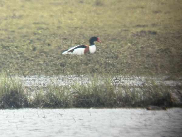 ohar  - Artur Andrzejewski