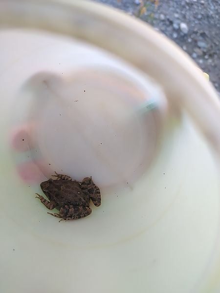 Painted Frog  - Mirko Enea