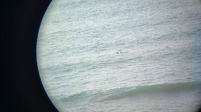 Smergo minore  - Riccardo de Santis