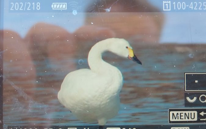 łabędź czarnodzioby  - Stanisław Turowski