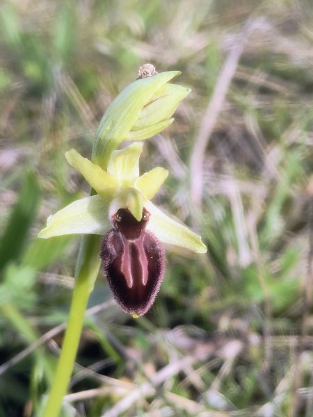 Ophrys exaltata subsp. marzuola  - Pimprenelle Ducati