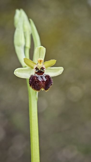Ophrys exaltata subsp. marzuola  - Alain Bultez
