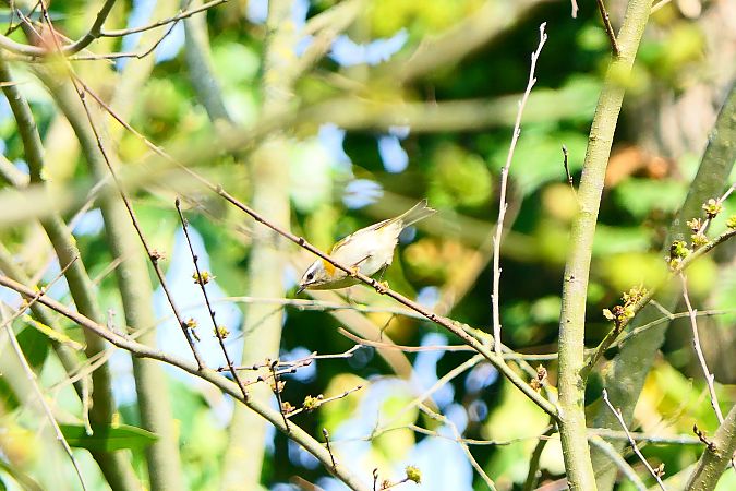 Fiorrancino  - Francesca Cucci