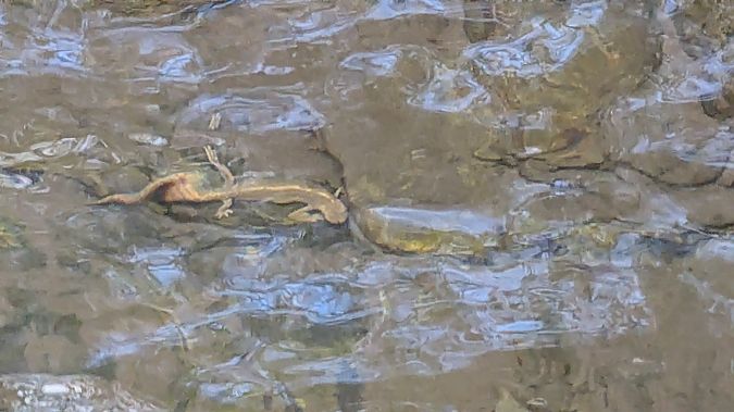 Tritó pirinenc  - Agents Rurals Alta Ribagorça