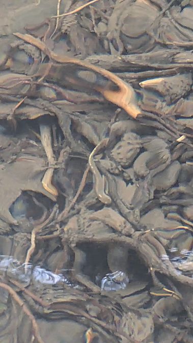 Tritó pirinenc  - Agents Rurals Alta Ribagorça